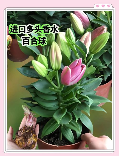 香水百合怎么浇水(香水百合怎么浇水好)-第5张图片-花花知道网 香水百合怎么浇水(香水百合怎么浇水好)-第5张图片-花花知道网