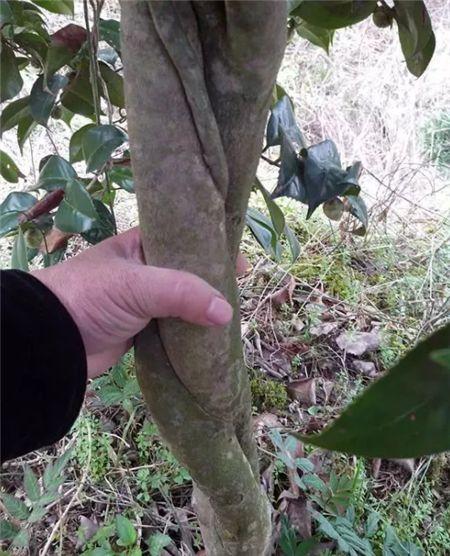 3棵茶花绑一绑（茶花造型绑扎技艺图解）-第1张图片-花花知道网