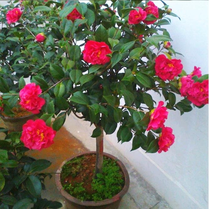 3棵茶花绑一绑（茶花造型绑扎技艺图解）-第2张图片-花花知道网