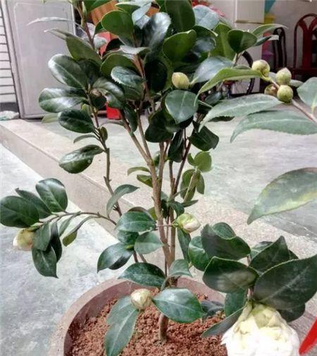 3棵茶花绑一绑（茶花造型绑扎技艺图解）-第4张图片-花花知道网
