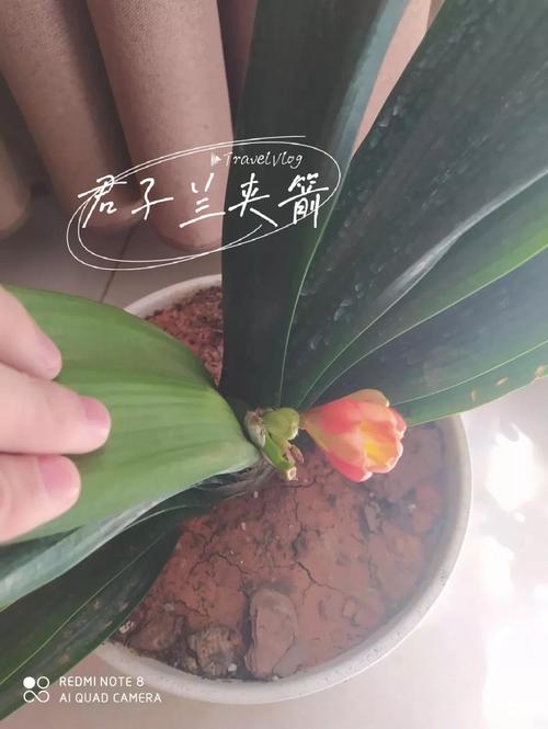 怎样防止君子兰夹箭（预防君子兰夹箭）-第1张图片-花花知道网