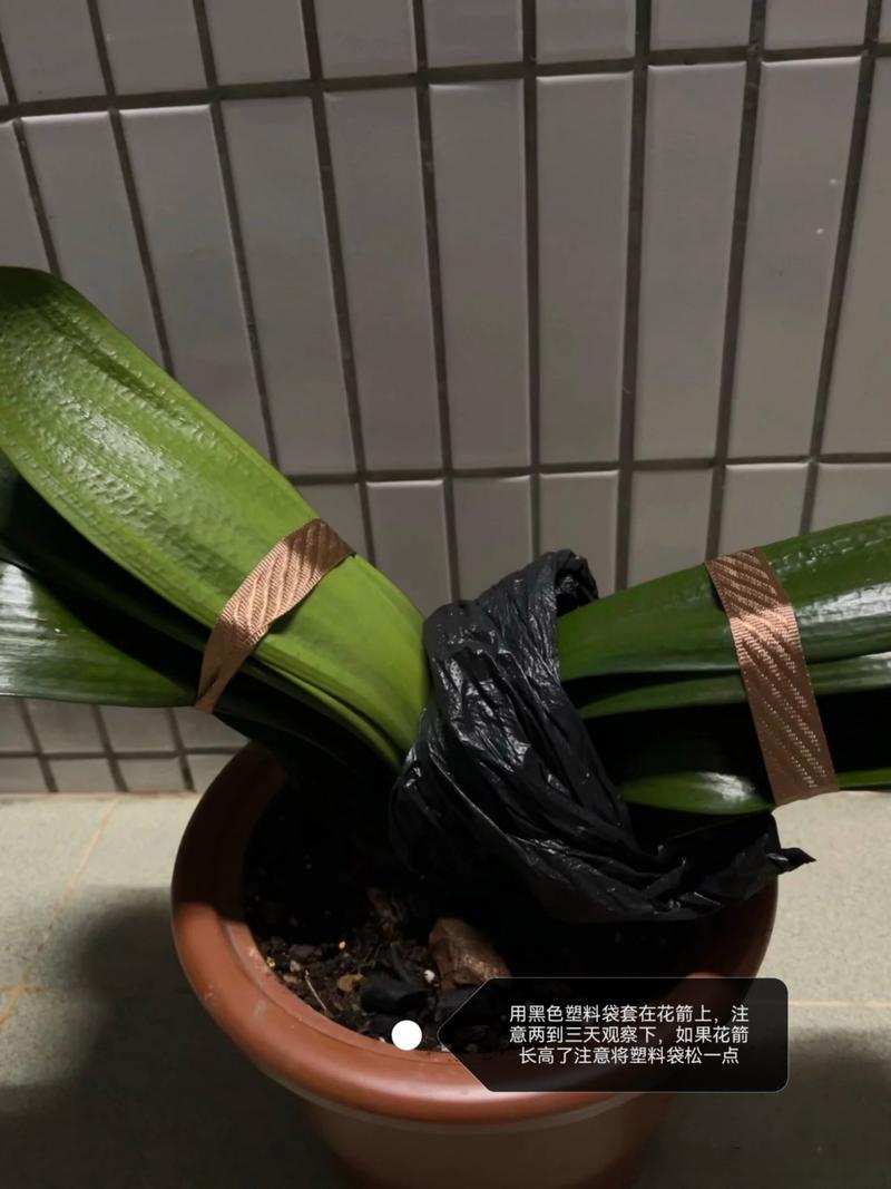 怎样防止君子兰夹箭（预防君子兰夹箭）-第4张图片-花花知道网
