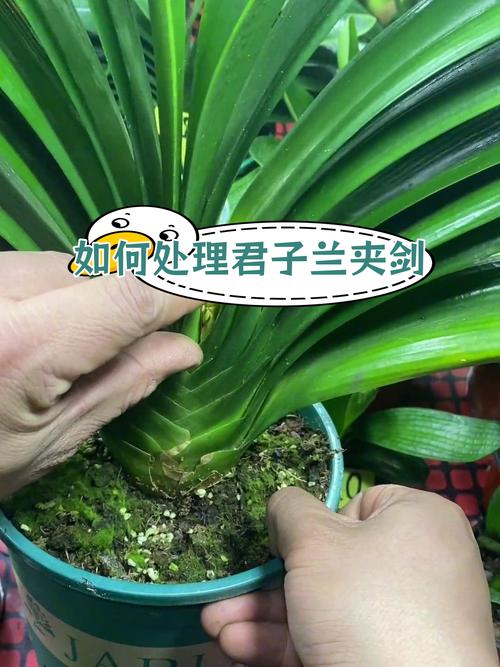 怎样防止君子兰夹箭（预防君子兰夹箭）-第5张图片-花花知道网
