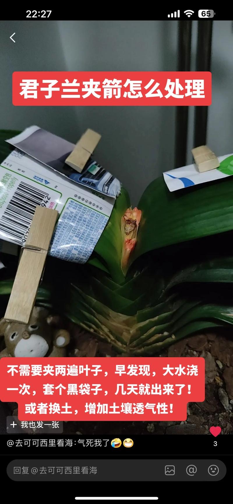 怎样防止君子兰夹箭（预防君子兰夹箭）-第6张图片-花花知道网