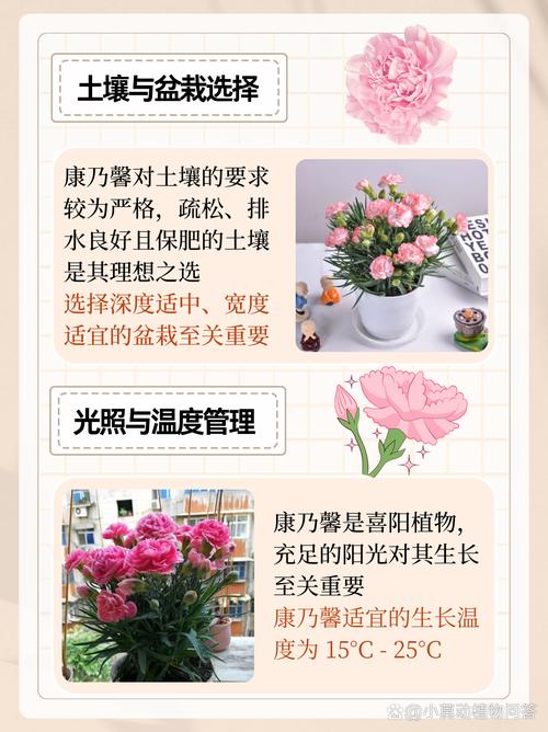 康乃馨的养殖方法和注意事项（康乃馨的养殖方法和注意事项康乃）-第3张图片-花花知道网