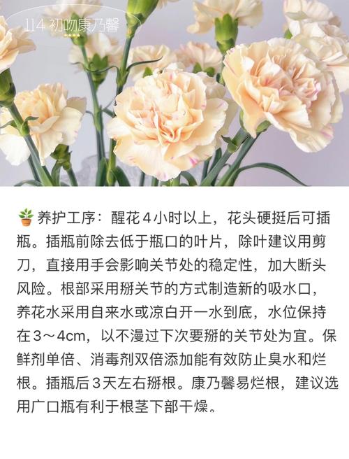 康乃馨的养殖方法和注意事项（康乃馨的养殖方法和注意事项康乃）-第4张图片-花花知道网