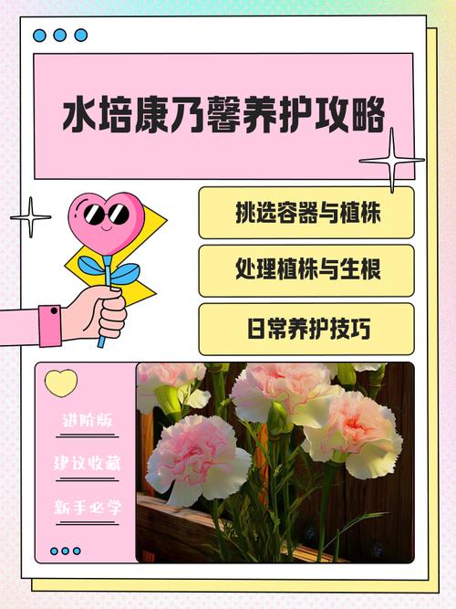 康乃馨的养殖方法和注意事项（康乃馨的养殖方法和注意事项康乃）-第6张图片-花花知道网