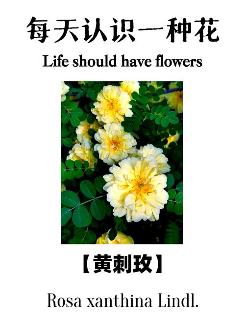 黄刺玫的种子怎么种（黄刺玫种子怎么种啊）-第1张图片-花花知道网