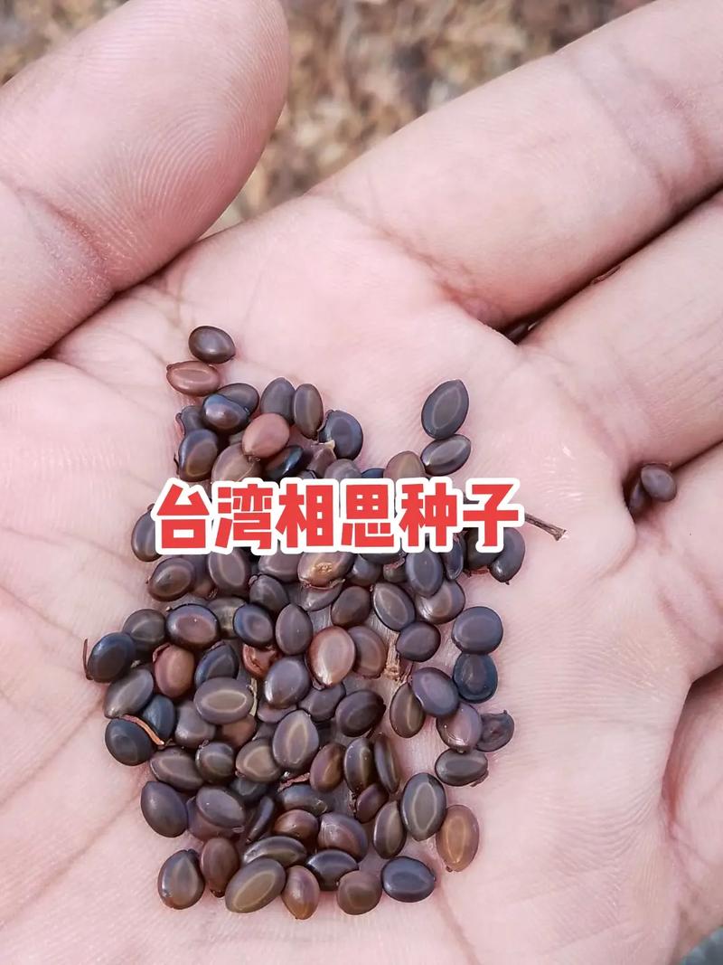 黄刺玫的种子怎么种（黄刺玫种子怎么种啊）-第5张图片-花花知道网