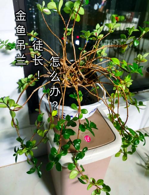 吊兰叶子太长怎么修剪（吊兰叶子太长怎么修剪图解）-第6张图片-花花知道网
