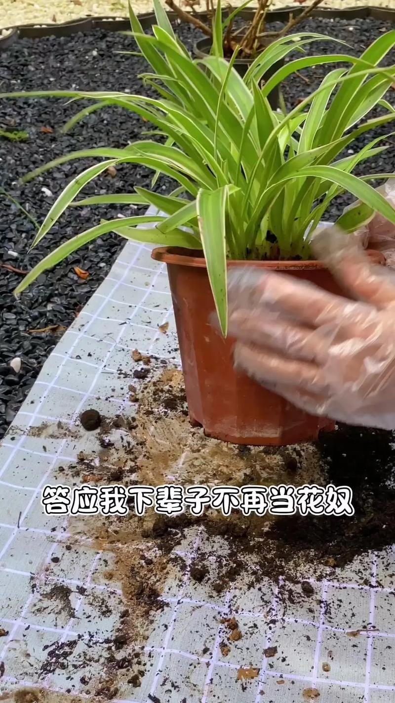 吊兰叶子太长怎么修剪（吊兰叶子太长怎么修剪图解）-第7张图片-花花知道网