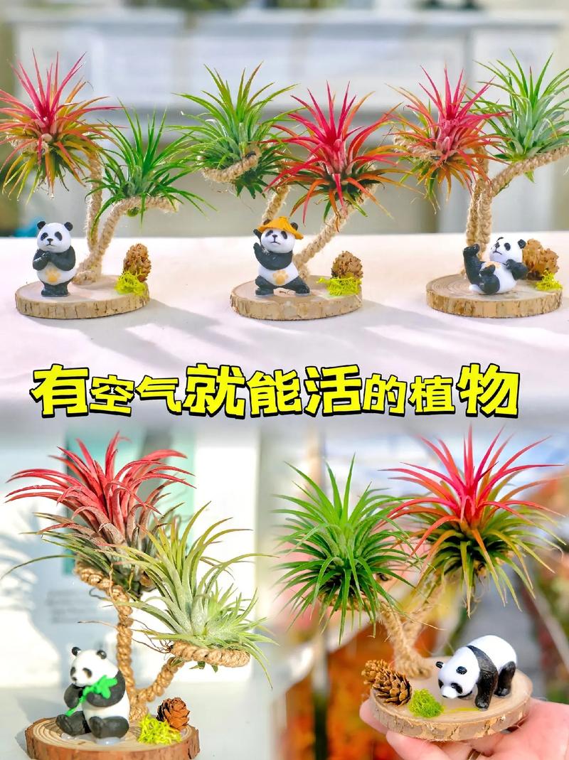 如何使铁兰在圣诞开花(铁兰的生长过程)-第1张图片-花花知道网 如何使铁兰在圣诞开花(铁兰的生长过程)-第1张图片-花花知道网