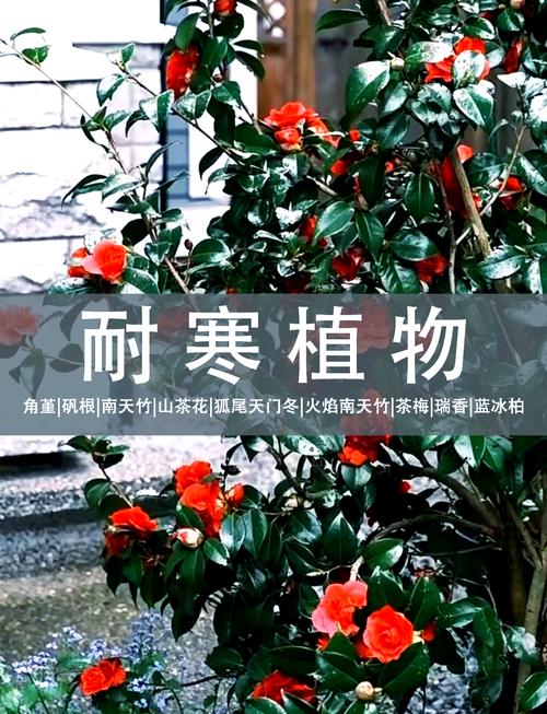 如何使铁兰在圣诞开花(铁兰的生长过程)-第2张图片-花花知道网 如何使铁兰在圣诞开花(铁兰的生长过程)-第2张图片-花花知道网