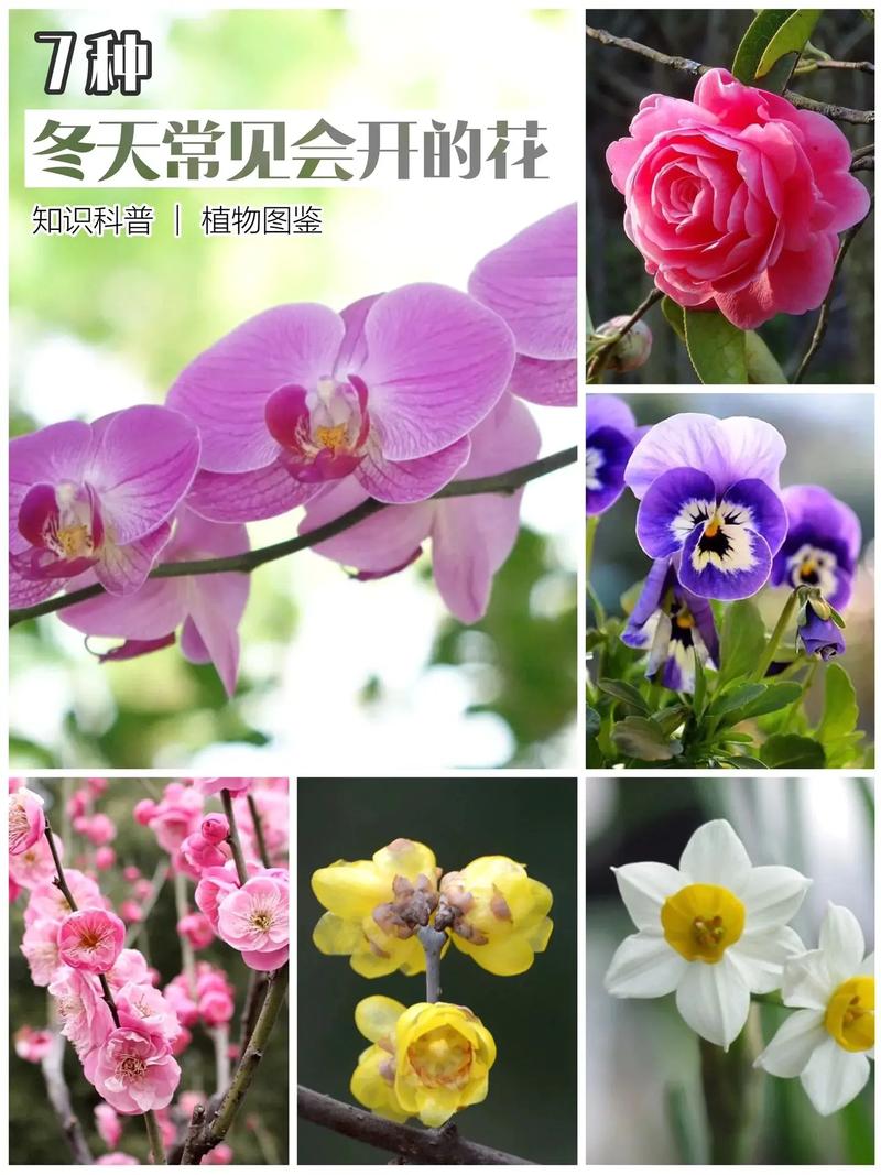 如何使铁兰在圣诞开花(铁兰的生长过程)-第4张图片-花花知道网 如何使铁兰在圣诞开花(铁兰的生长过程)-第4张图片-花花知道网