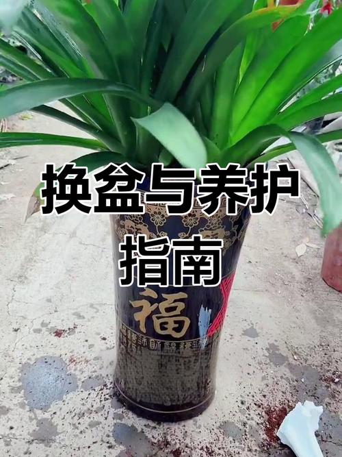 鸿运当头怎么移栽(鸿运当头移栽后怎么浇水)-第3张图片-花花知道网 鸿运当头怎么移栽(鸿运当头移栽后怎么浇水)-第3张图片-花花知道网
