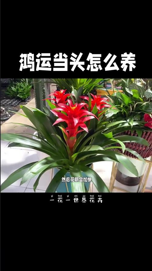 鸿运当头怎么移栽(鸿运当头移栽后怎么浇水)-第2张图片-花花知道网 鸿运当头怎么移栽(鸿运当头移栽后怎么浇水)-第2张图片-花花知道网