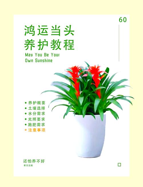 鸿运当头怎么移栽(鸿运当头移栽后怎么浇水)-第6张图片-花花知道网 鸿运当头怎么移栽(鸿运当头移栽后怎么浇水)-第6张图片-花花知道网