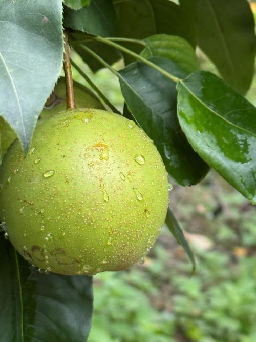 翠冠梨的种植方法和注意事项(翠冠梨的种植方法和注意事项是什么)-第2张图片-花花知道网 翠冠梨的种植方法和注意事项(翠冠梨的种植方法和注意事项是什么)-第2张图片-花花知道网