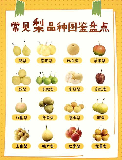 翠冠梨的种植方法和注意事项(翠冠梨的种植方法和注意事项是什么)-第3张图片-花花知道网 翠冠梨的种植方法和注意事项(翠冠梨的种植方法和注意事项是什么)-第3张图片-花花知道网