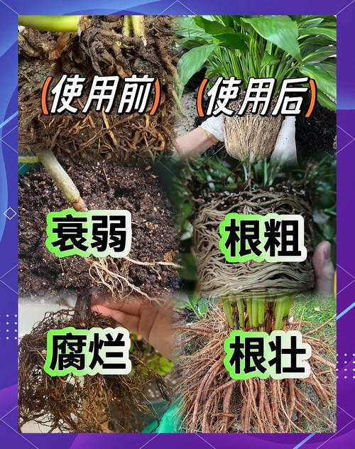 生根剂不用买(生根剂能浇花吗)-第1张图片-花花知道网 生根剂不用买(生根剂能浇花吗)-第1张图片-花花知道网