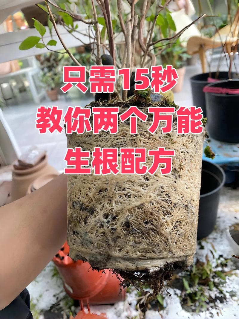 生根剂不用买(生根剂能浇花吗)-第2张图片-花花知道网 生根剂不用买(生根剂能浇花吗)-第2张图片-花花知道网