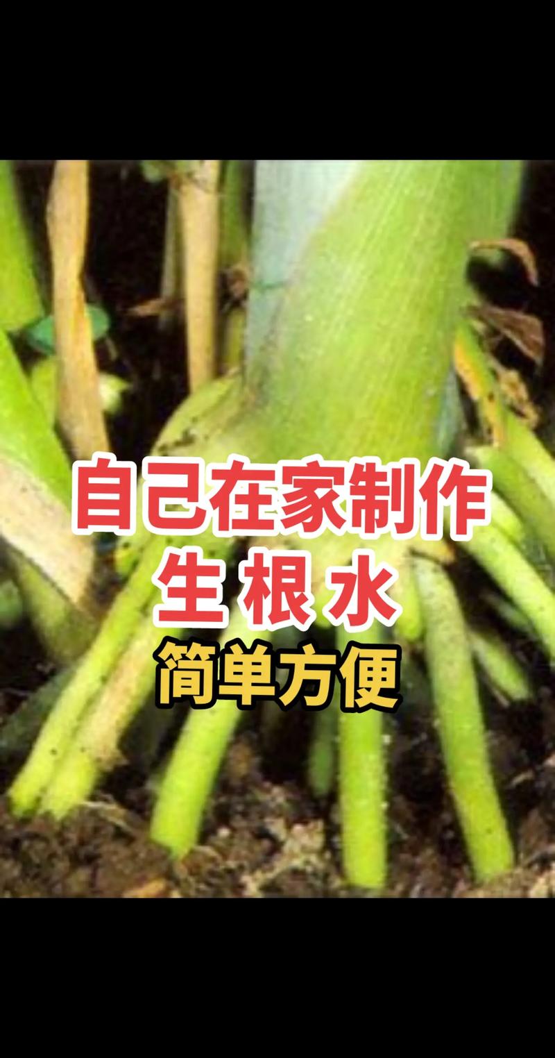 生根剂不用买(生根剂能浇花吗)-第4张图片-花花知道网 生根剂不用买(生根剂能浇花吗)-第4张图片-花花知道网