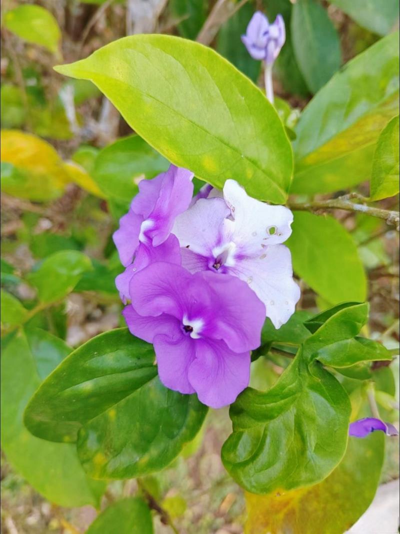 怎么辨别番茉莉(番茉莉和茉莉的区别)-第1张图片-花花知道网 怎么辨别番茉莉(番茉莉和茉莉的区别)-第1张图片-花花知道网