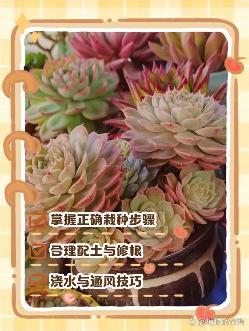 刚买回的多肉怎么栽（新买的多肉怎么栽）-第1张图片-花花知道网