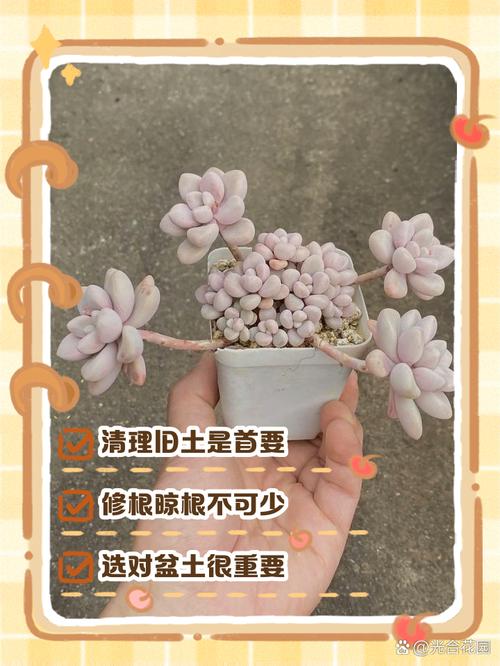刚买回的多肉怎么栽（新买的多肉怎么栽）-第3张图片-花花知道网