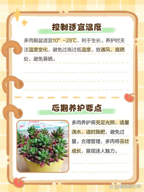 刚买回的多肉怎么栽（新买的多肉怎么栽）-第4张图片-花花知道网