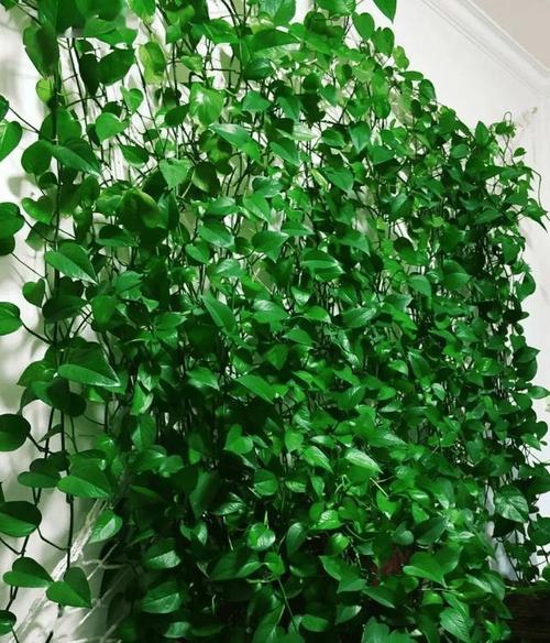 这“3种”水（这3种水果降血糖最快!尤其是第一种）-第1张图片-花花知道网