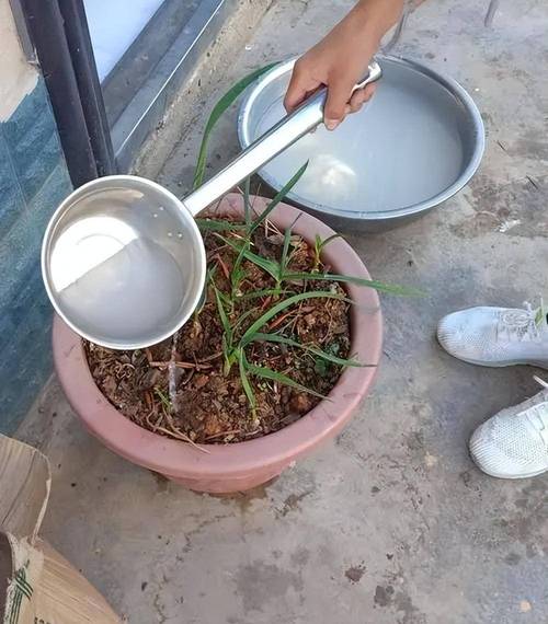 这“3种”水（这3种水果降血糖最快!尤其是第一种）-第5张图片-花花知道网