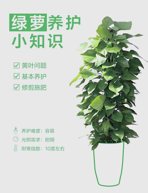 春天绿萝怎么养（春天种绿萝的步骤）-第2张图片-花花知道网