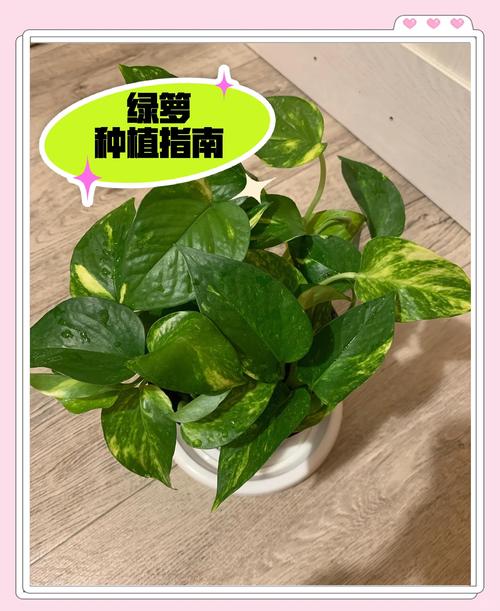 春天绿萝怎么养（春天种绿萝的步骤）-第4张图片-花花知道网