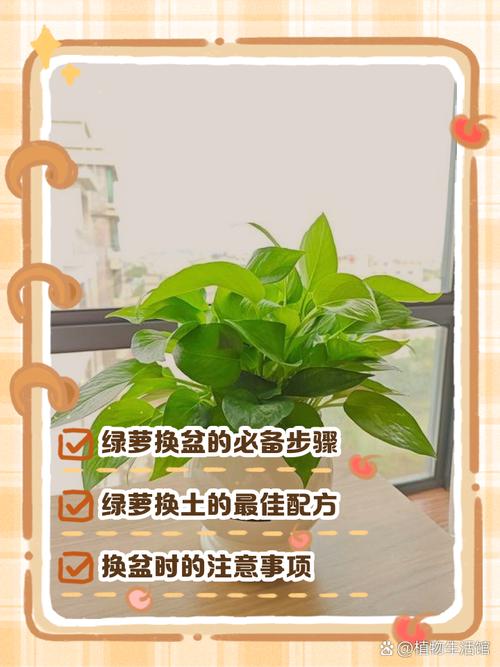 春天绿萝怎么养（春天种绿萝的步骤）-第5张图片-花花知道网