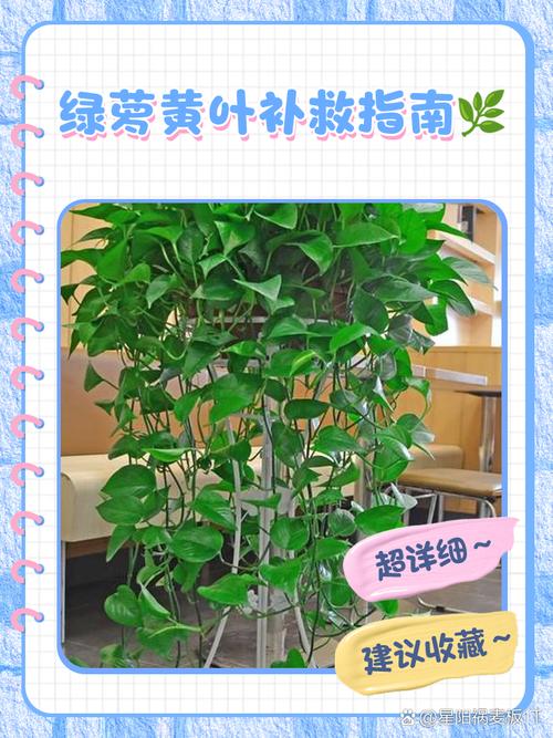 春天绿萝怎么养（春天种绿萝的步骤）-第7张图片-花花知道网