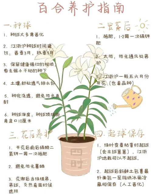 百合花夏季怎么养（百合花夏季怎么养护和浇水）-第2张图片-花花知道网
