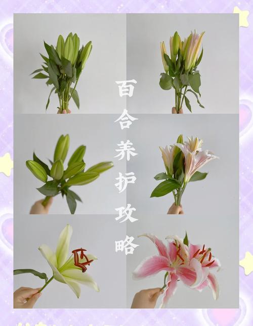百合花夏季怎么养（百合花夏季怎么养护和浇水）-第7张图片-花花知道网