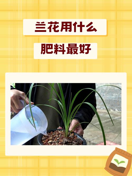 兰花用什么肥料比较好（君子兰花用什么肥料比较好）-第1张图片-花花知道网