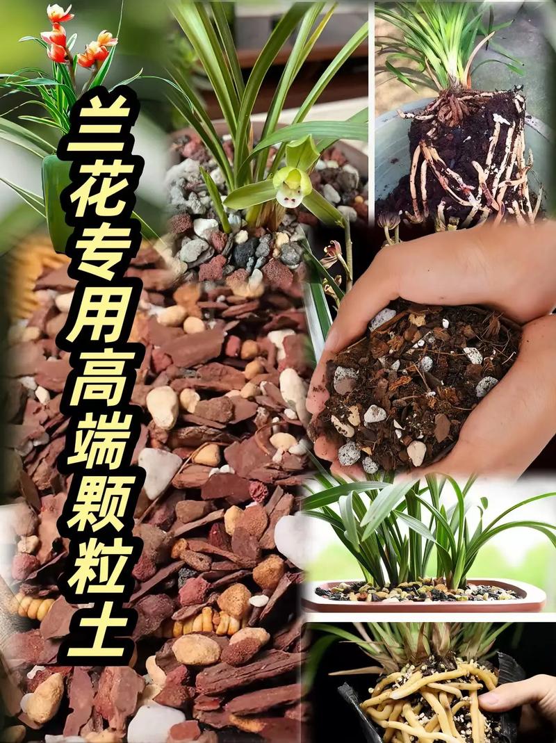 兰花用什么肥料比较好（君子兰花用什么肥料比较好）-第7张图片-花花知道网