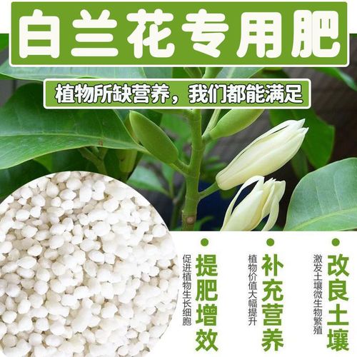 兰花用什么肥料比较好（君子兰花用什么肥料比较好）-第8张图片-花花知道网