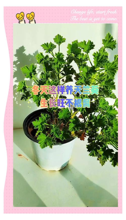 天竺葵怎么养(天竺葵怎么养才能爆盆)-第2张图片-花花知道网 天竺葵怎么养(天竺葵怎么养才能爆盆)-第2张图片-花花知道网