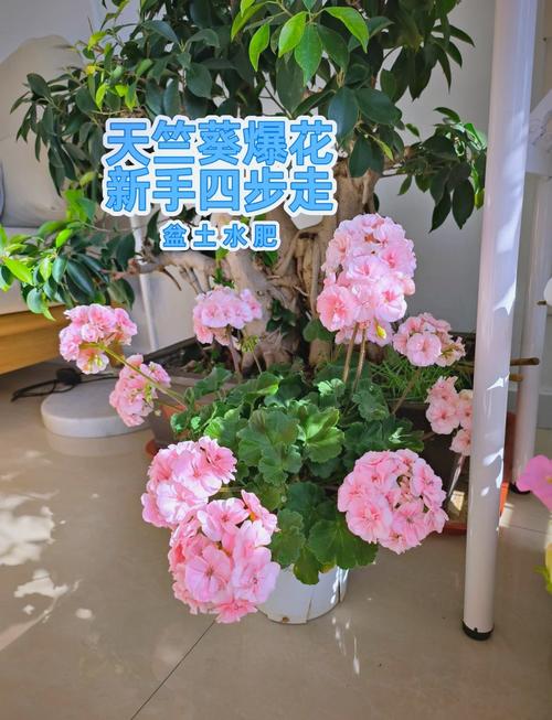 天竺葵怎么养(天竺葵怎么养才能爆盆)-第3张图片-花花知道网 天竺葵怎么养(天竺葵怎么养才能爆盆)-第3张图片-花花知道网