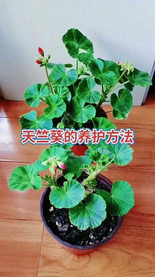 天竺葵怎么养(天竺葵怎么养才能爆盆)-第4张图片-花花知道网 天竺葵怎么养(天竺葵怎么养才能爆盆)-第4张图片-花花知道网
