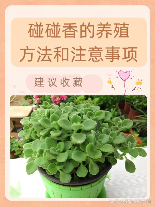 碰碰香怎么养茂盛(碰碰香如何养殖会长的旺盛)-第3张图片-花花知道网 碰碰香怎么养茂盛(碰碰香如何养殖会长的旺盛)-第3张图片-花花知道网