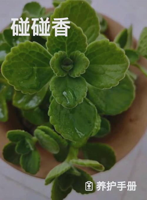 碰碰香怎么养茂盛(碰碰香如何养殖会长的旺盛)-第4张图片-花花知道网 碰碰香怎么养茂盛(碰碰香如何养殖会长的旺盛)-第4张图片-花花知道网