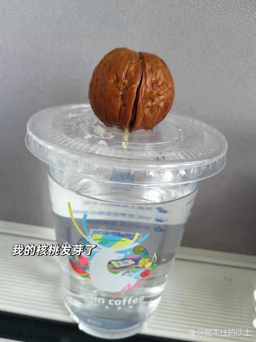 “核桃”扔水里(核桃遇水)-第3张图片-花花知道网 “核桃”扔水里(核桃遇水)-第3张图片-花花知道网