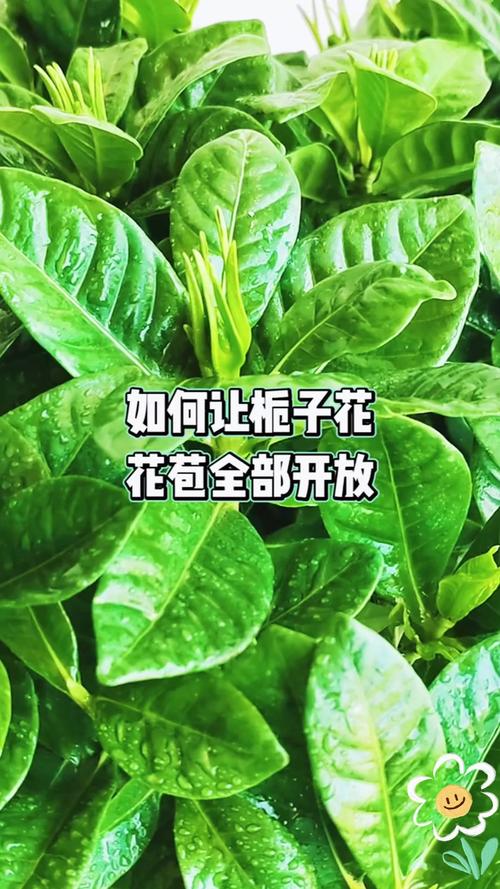 如何让栀子花长花苞（怎么让栀子花长高）-第4张图片-花花知道网