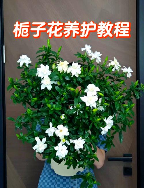 如何让栀子花长花苞（怎么让栀子花长高）-第5张图片-花花知道网