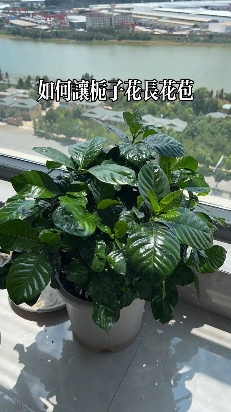如何让栀子花长花苞（怎么让栀子花长高）-第6张图片-花花知道网